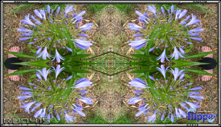 Agapanthus With Foot